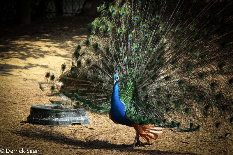 Peafowl